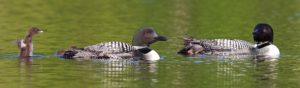 Loons swimming on Wollaston Lake