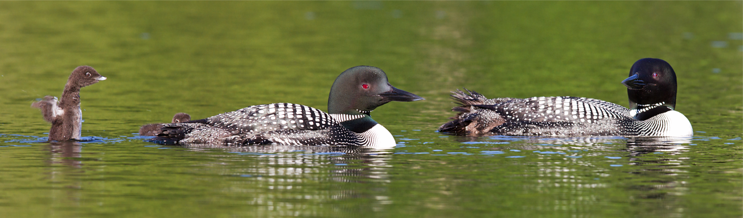 Loons swimming on Wollaston Lake