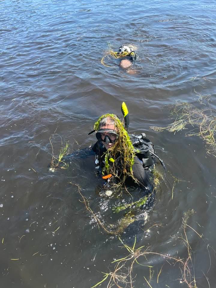 Milfoil